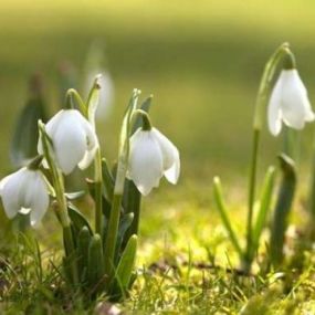 գարուն-400x380